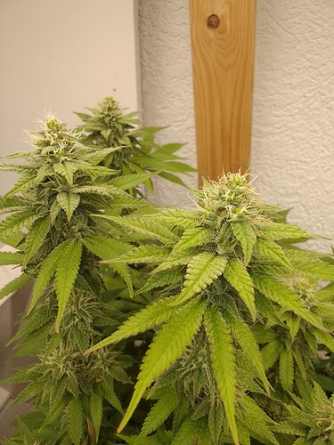 Growreport Bild 1