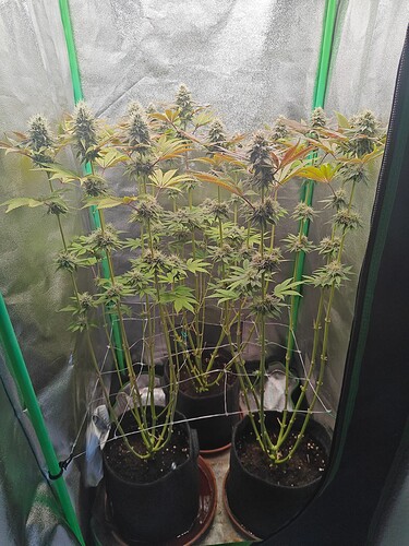 Growreport Bild 4