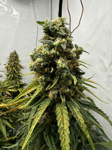 Growreport Bild 10