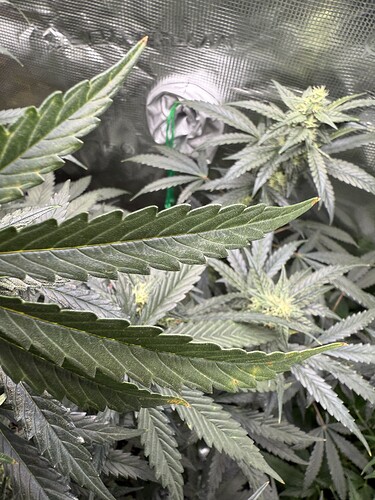 Growreport Bild 37
