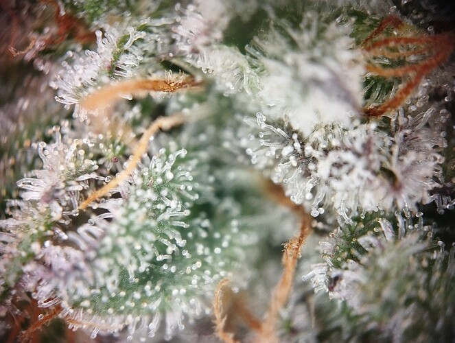 IMG_20250306_204013 - Kopie