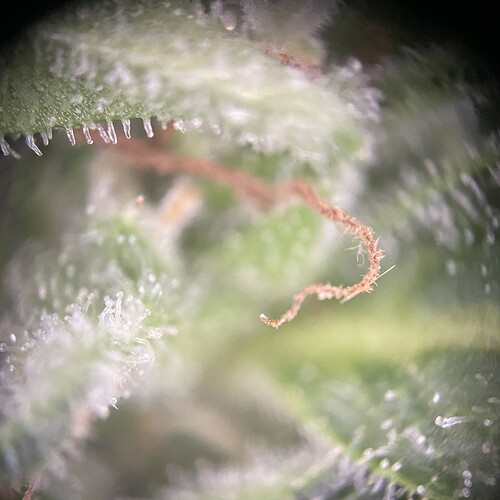 Growreport Bild 34