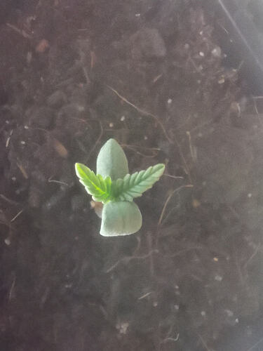 Lucky Hemp, Keimung Makro (2)