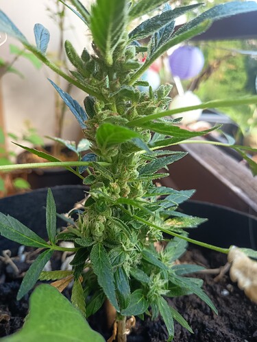 Growreport Bild 7