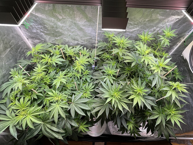 Growreport Bild 5