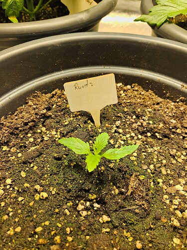 Growreport Bild 43