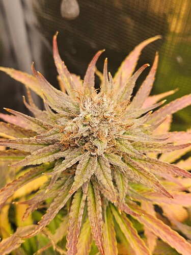 Growreport Bild 8