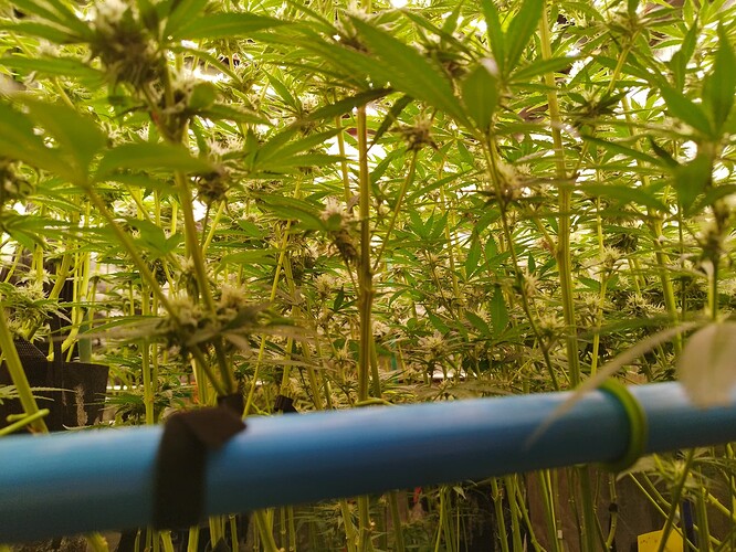Viele junge Cannabis-Pflanzen in der Blütephase, die dicht beieinander stehen und von oben beleuchtet werden. Ein blauer Schlauch verläuft im Vordergrund.