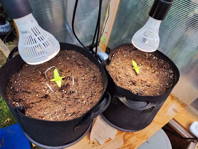Growreport Bild 3