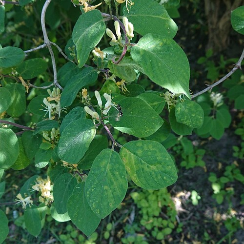 Growreport Bild 41