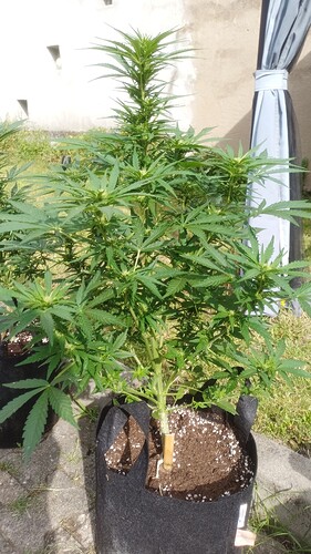 Growreport Bild 5