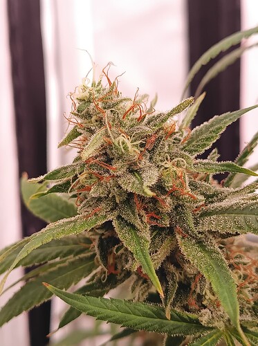 Growreport Bild 21