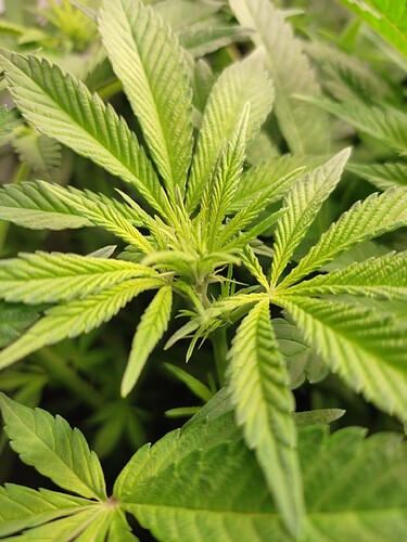 Growreport Bild 8