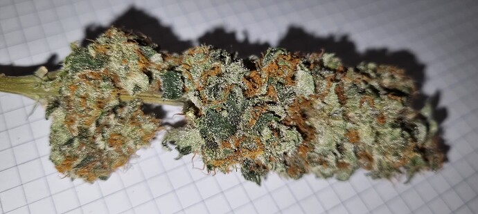 Growreport Bild 44
