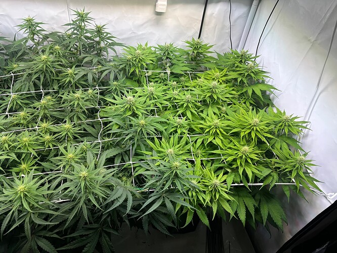 Growreport Bild 2