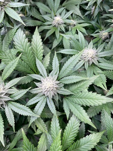 Growreport Bild 6