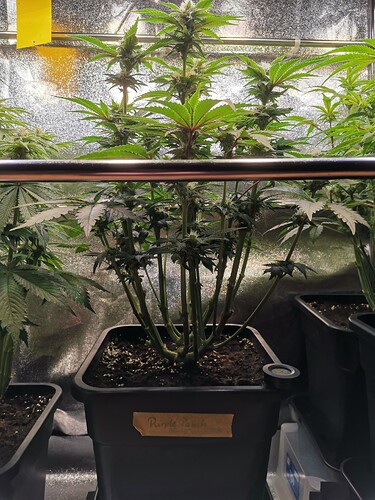 Mix grow BT32 (5)