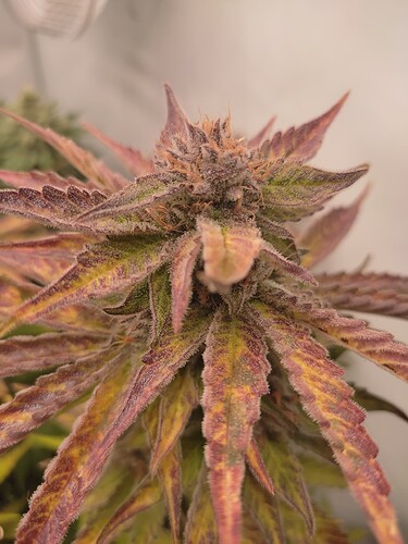 Growreport Bild 17