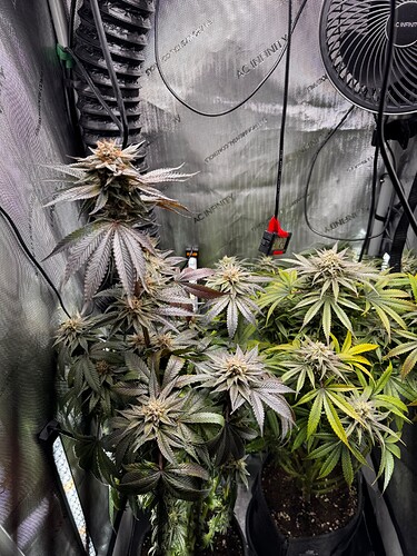 Growreport Bild 1