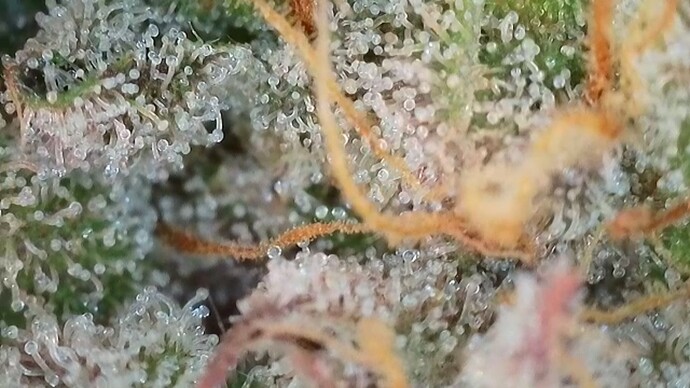 Growreport Bild 63