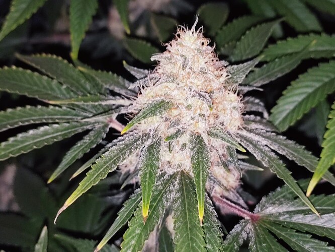Growreport Bild 11