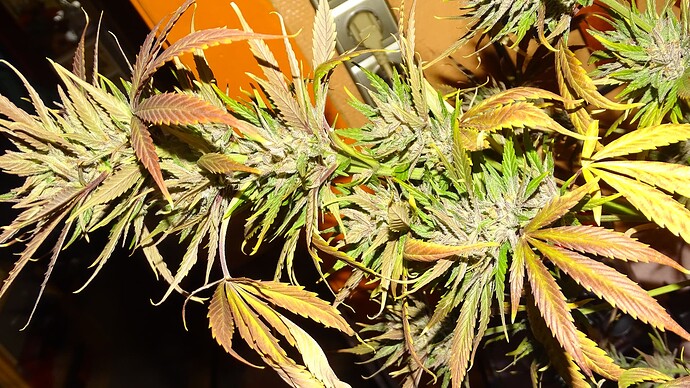 Growreport Bild 1