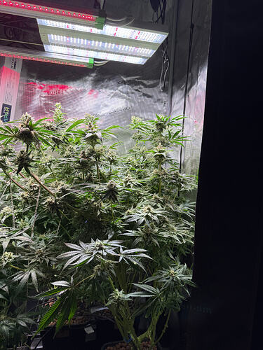 Growreport Bild 16