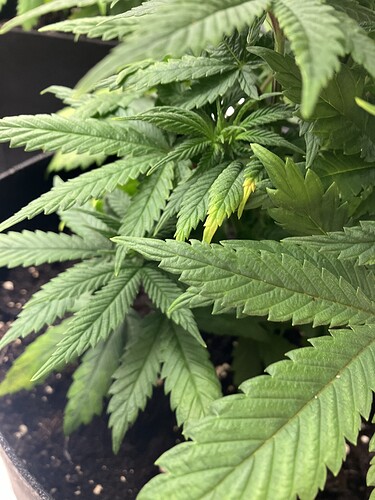 Growreport Bild 2