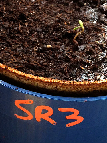 Grow26_0513_3_SR3