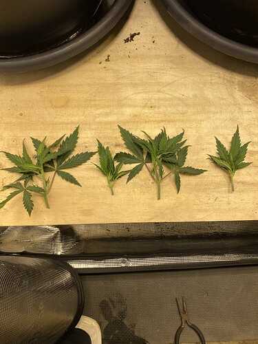 Growreport Bild 8