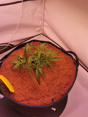 Growreport Bild 2