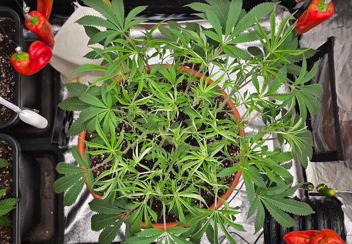 Growreport Bild 4