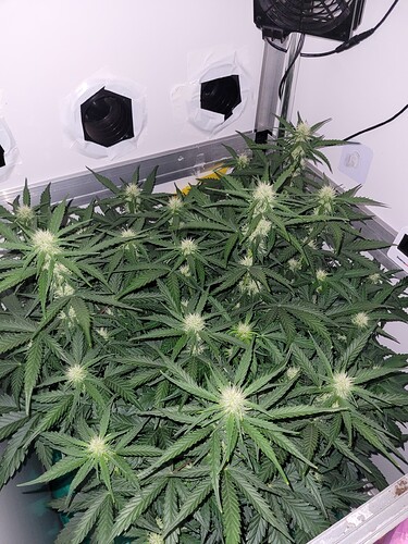Growreport Bild 2