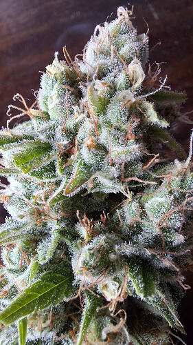 Growreport Bild 328