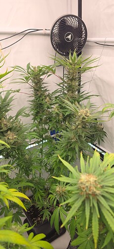 Growreport Bild 89