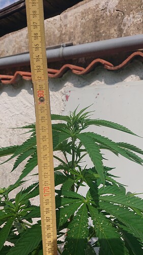Growreport Bild 28