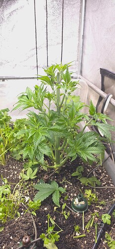 Growreport Bild 4
