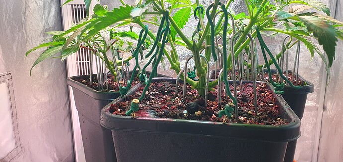 Growreport Bild 7