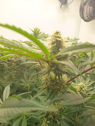 Growreport Bild 36
