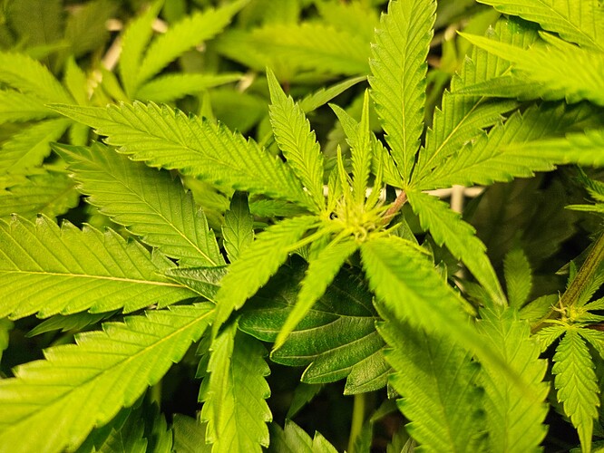 Growreport Bild 1