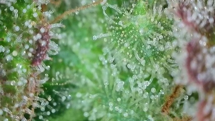 Growreport Bild 57