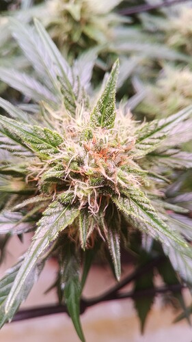 Growreport Bild 3