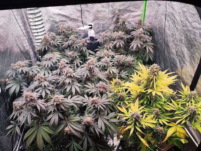 Growreport Bild 1