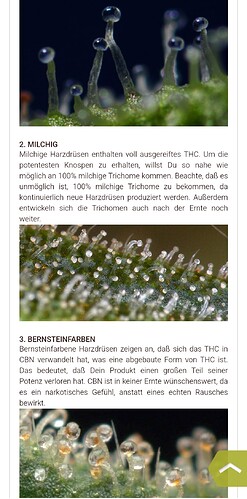 Growreport Bild 158