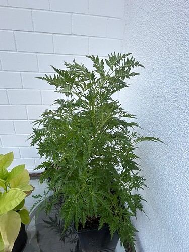 Growreport Bild 6