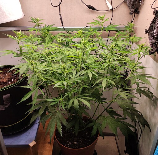 Growreport Bild 8