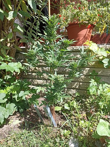 Growreport Bild 3