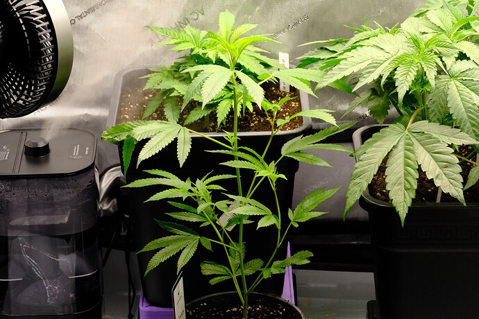Growreport Bild 4