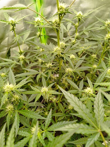 Eine junge Cannabispflanze in der Blütephase mit mehreren kleinen Blütenansätzen und breiten, grünen Blättern.