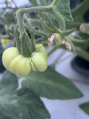 Growreport Bild 50
